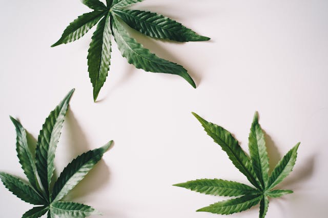 Cannabis-Reform